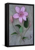 Clematis Hagley-Den Reader-Framed Stretched Canvas