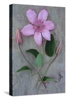 Clematis Hagley-Den Reader-Stretched Canvas