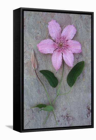 Clematis Hagley-Den Reader-Framed Stretched Canvas