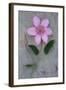 Clematis Hagley-Den Reader-Framed Photographic Print