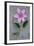 Clematis Hagley-Den Reader-Framed Photographic Print