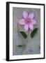 Clematis Hagley-Den Reader-Framed Photographic Print