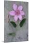 Clematis Hagley-Den Reader-Mounted Photographic Print