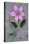 Clematis Hagley-Den Reader-Stretched Canvas