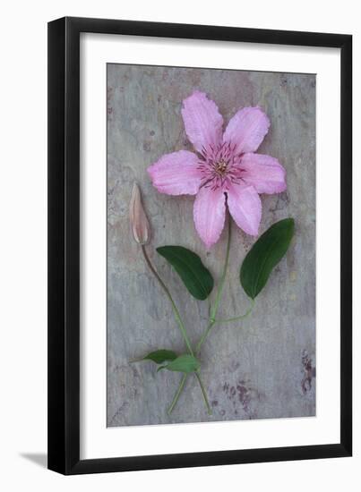 Clematis Hagley-Den Reader-Framed Photographic Print