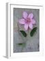 Clematis Hagley-Den Reader-Framed Photographic Print