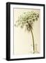 Clematis in a Bottle-Tom Quartermaine-Framed Giclee Print