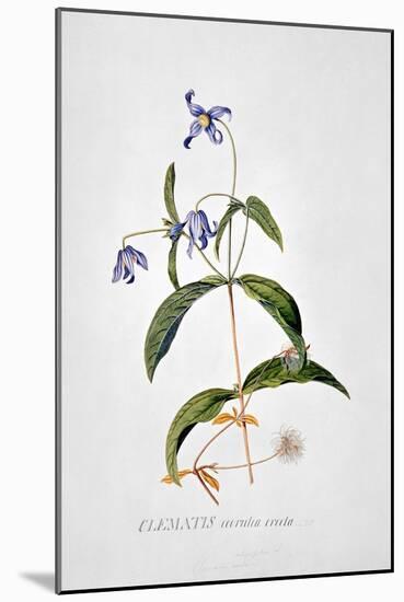 Clematis: Integrafolia-Georg Dionysius Ehret-Mounted Giclee Print