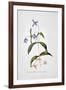 Clematis: Integrafolia-Georg Dionysius Ehret-Framed Giclee Print