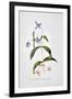 Clematis: Integrafolia-Georg Dionysius Ehret-Framed Giclee Print