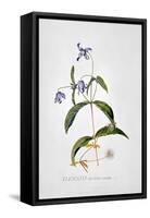 Clematis: Integrafolia-Georg Dionysius Ehret-Framed Stretched Canvas