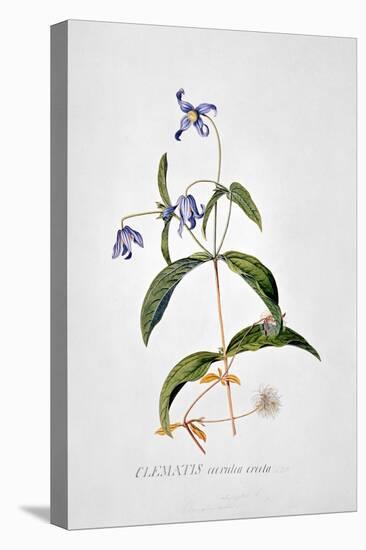 Clematis: Integrafolia-Georg Dionysius Ehret-Stretched Canvas