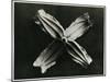 Clematis Integrifolia, 1929 (Photogravure)-Karl Blossfeldt-Mounted Giclee Print