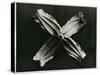 Clematis Integrifolia, 1929 (Photogravure)-Karl Blossfeldt-Stretched Canvas