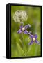 Clematis Integrifolia in Flower and Fruit-null-Framed Stretched Canvas