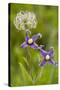 Clematis Integrifolia in Flower and Fruit-null-Stretched Canvas