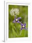 Clematis Integrifolia in Flower and Fruit-null-Framed Photographic Print