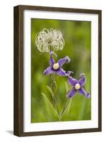 Clematis Integrifolia in Flower and Fruit-null-Framed Photographic Print