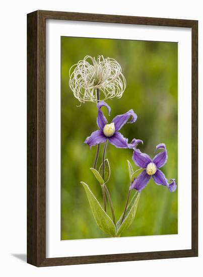 Clematis Integrifolia in Flower and Fruit-null-Framed Photographic Print