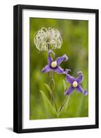 Clematis Integrifolia in Flower and Fruit-null-Framed Photographic Print