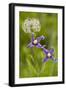 Clematis Integrifolia in Flower and Fruit-null-Framed Photographic Print