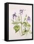 Clematis Integrifolia-Alison Cooper-Framed Stretched Canvas