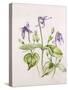 Clematis Integrifolia-Alison Cooper-Stretched Canvas
