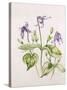 Clematis Integrifolia-Alison Cooper-Stretched Canvas