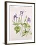 Clematis Integrifolia-Alison Cooper-Framed Giclee Print