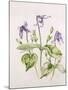 Clematis Integrifolia-Alison Cooper-Mounted Giclee Print