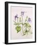 Clematis Integrifolia-Alison Cooper-Framed Giclee Print