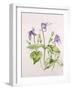 Clematis Integrifolia-Alison Cooper-Framed Giclee Print