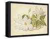 Clematis Jackmanni Alba-null-Framed Stretched Canvas