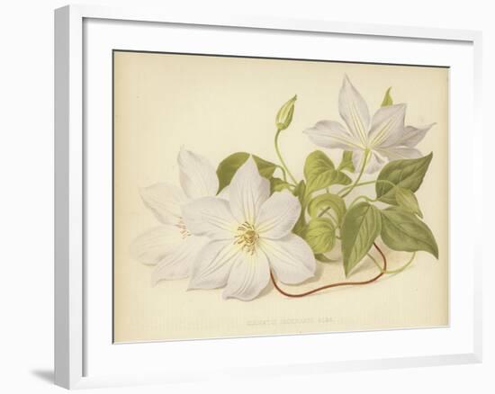 Clematis Jackmanni Alba-null-Framed Giclee Print