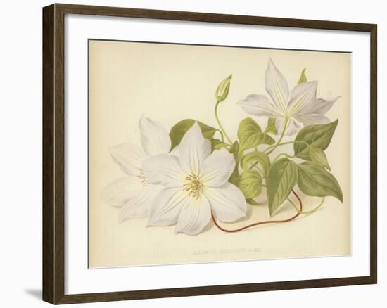 Clematis Jackmanni Alba-null-Framed Giclee Print