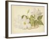 Clematis Jackmanni Alba-null-Framed Giclee Print