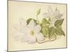 Clematis Jackmanni Alba-null-Mounted Giclee Print