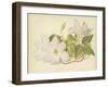 Clematis Jackmanni Alba-null-Framed Giclee Print