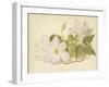 Clematis Jackmanni Alba-null-Framed Giclee Print