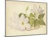 Clematis Jackmanni Alba-null-Mounted Giclee Print