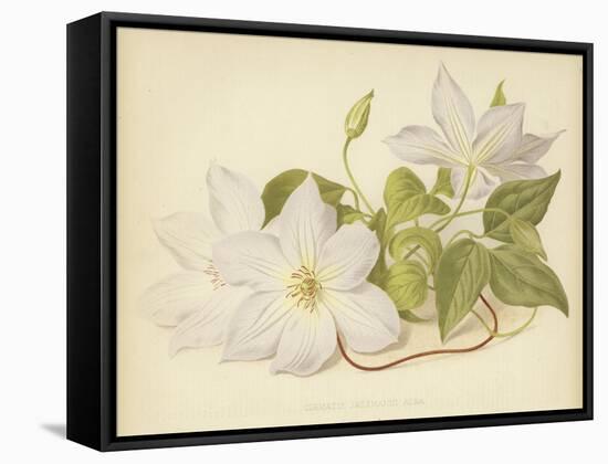 Clematis Jackmanni Alba-null-Framed Stretched Canvas