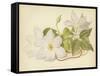 Clematis Jackmanni Alba-null-Framed Stretched Canvas