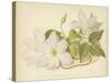 Clematis Jackmanni Alba-null-Stretched Canvas