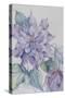 Clematis, Lord Neville-Karen Armitage-Stretched Canvas