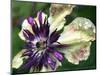 Clematis ''Sieboldii' (Clematis florida var. Sieboldii)-Angela Marsh-Mounted Photographic Print