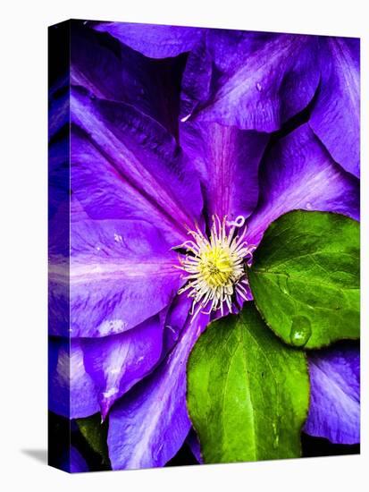 Clematis Spring-Heidi Bannon-Stretched Canvas