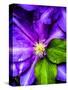 Clematis Spring-Heidi Bannon-Stretched Canvas