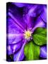 Clematis Spring-Heidi Bannon-Stretched Canvas