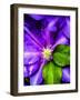 Clematis Spring-Heidi Bannon-Framed Photo