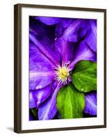 Clematis Spring-Heidi Bannon-Framed Photo